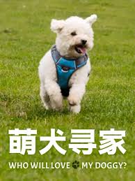 萌犬寻家(全集)